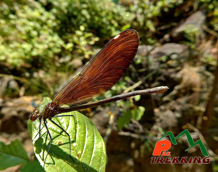 Damigella (Calopteryx haemorrhoidalis) - Fotografia di fauna alpina