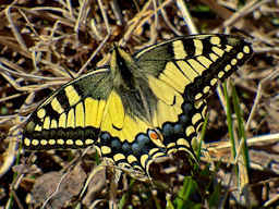 Farfalla della specie macaone (Papilio Machaon) famiglia dei Papilionidi - Fotografia di fauna alpina