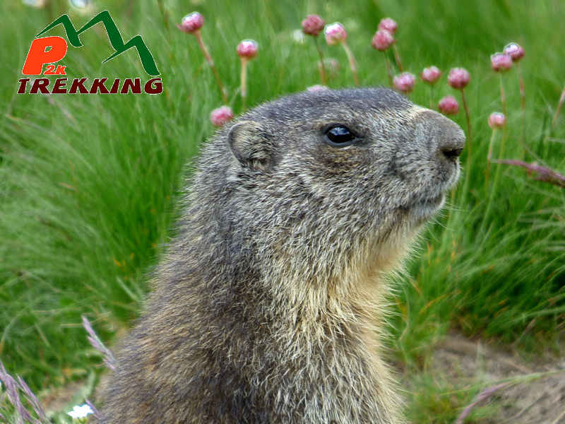 Primo piano di marmotta (Marmota marmota) - Fotografia di fauna alpina