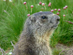 Marmotta - Fotografia di fauna alpina