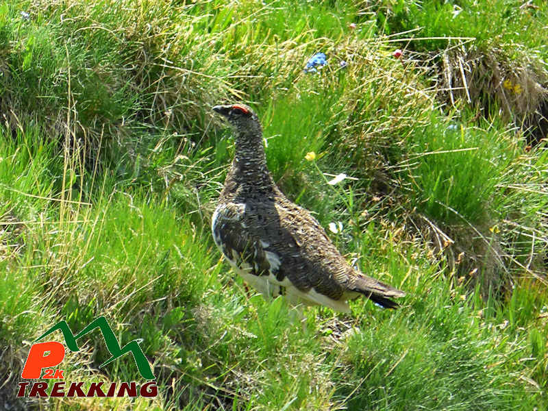 Esemplare maschio di pernice bianca (Lagopus mutus helveticus) in livrea estiva - Fotografia di fauna alpina