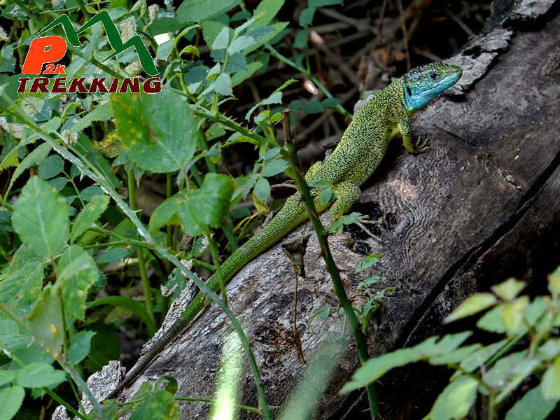 Esemplare di ramarro maschio in amore (Lacerta viridis) - Fotografia di fauna alpina