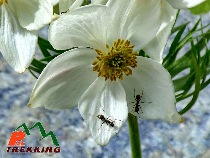 Macro fotografia di anemone a fiore di narciso (Anemone narcissiflora) - Fotografia di flora alpina