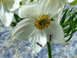 Macro fotografia di anemone a fiore di narciso (Anemone narcissiflora) - Fotografia di flora alpina