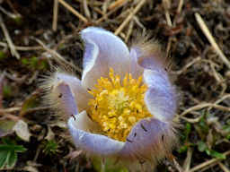 Anemone di primavera - Fotografia di flora alpina