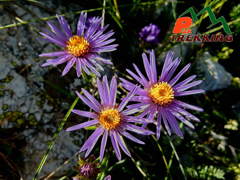 Astro delle alpi (Aster alpinus) - Fotografia di flora alpina