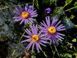 Astro delle alpi (Aster alpinus) - Fotografia di flora alpina