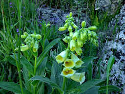Digitale gialla (Digitalis grandiflora) - Fotografia di flora alpina