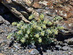 Genepi - Fotografia di flora alpina