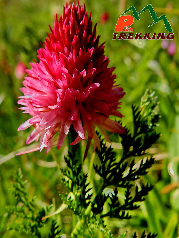 Orchidea vanigliata (Nigritella nigra) - Fotografia di flora alpina