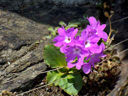 Primula del Piemonte (Primula pedemontana Thomas) - Fotografia di flora alpina