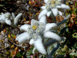 Macro fotografia di stella alpina (Leontopodium slpinum) - Fotografia di flora alpina